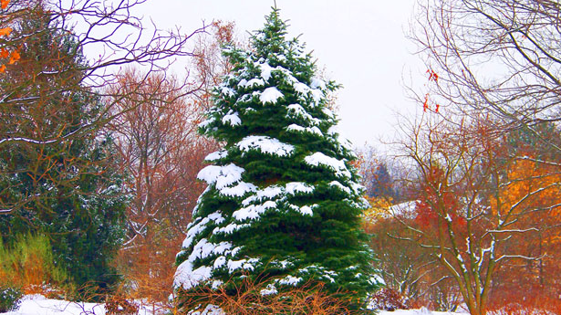 3 Winter Garden Ideas for Color, Texture & Year-Round Interest