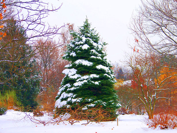 3 Winter Garden Ideas for Color, Texture & Year-Round Interest
